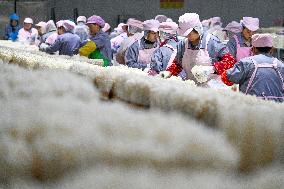 Golden Mushroom Production in Suqian