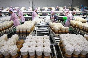 Golden Mushroom Production in Suqian