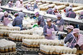 Golden Mushroom Production in Suqian