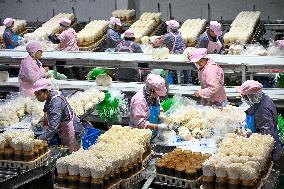 Golden Mushroom Production in Suqian