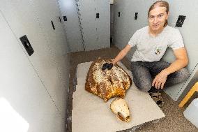 Leatherback turtle washes up on Estonian beach