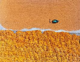 A Farmer Dries Corn in Liaocheng