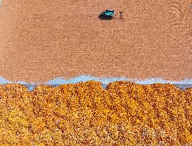 A Farmer Dries Corn in Liaocheng