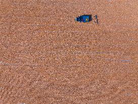 A Farmer Dries Corn in Liaocheng