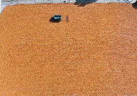 A Farmer Dries Corn in Liaocheng