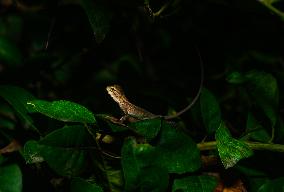 Baby Changeable Lizard (Calotes Versicolor) - Animal India