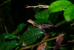 Baby Changeable Lizard (Calotes Versicolor) - Animal India