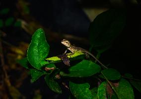 Baby Changeable Lizard (Calotes Versicolor) - Animal India