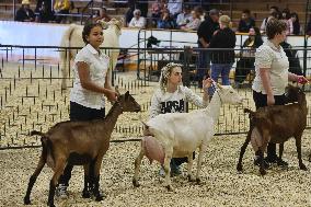 Goat Competition