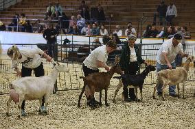 Goat Competition