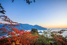 Maple Leaves in Full Bloom in Dandong