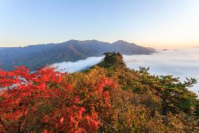 Maple Leaves in Full Bloom in Dandong