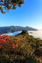 Maple Leaves in Full Bloom in Dandong