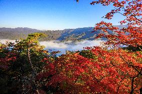 Maple Leaves in Full Bloom in Dandong