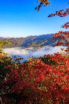 Maple Leaves in Full Bloom in Dandong