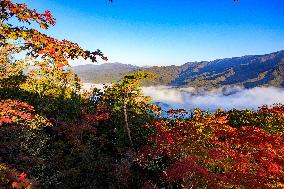 Maple Leaves in Full Bloom in Dandong