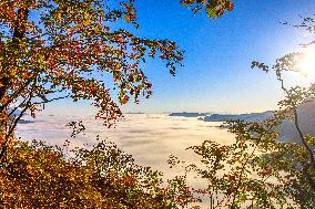 Maple Leaves in Full Bloom in Dandong