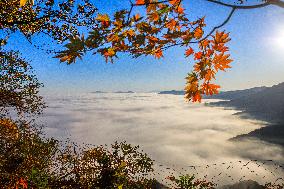 Maple Leaves in Full Bloom in Dandong