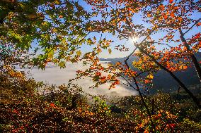 Maple Leaves in Full Bloom in Dandong