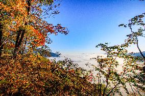 Maple Leaves in Full Bloom in Dandong