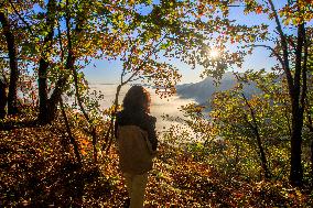 Maple Leaves in Full Bloom in Dandong