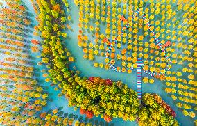 Colorful Metasequoia Forest