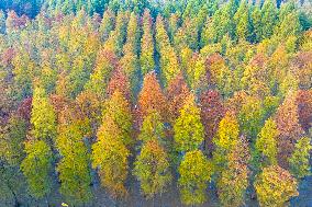 Colorful Metasequoia Forest