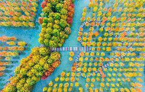 Colorful Metasequoia Forest