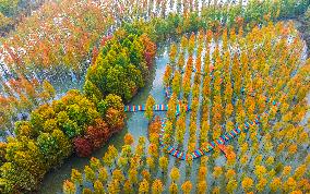 Colorful Metasequoia Forest