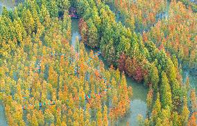 Colorful Metasequoia Forest