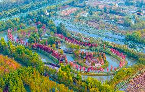 Colorful Metasequoia Forest