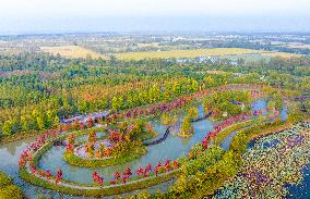 Colorful Metasequoia Forest