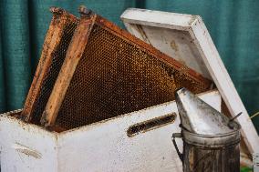 Honey Production In Canada