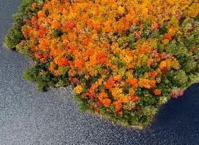 Autumn Scenery - Ontario