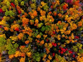 Autumn Scenery - Ontario