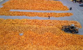 Autumn Harvest - China