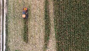 Autumn Harvest - China