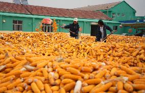 Autumn Harvest - China