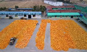 Autumn Harvest - China