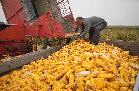 Autumn Harvest - China