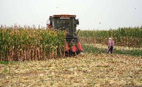 Autumn Harvest - China