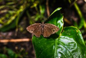 Mycalesis Perseus - Dingy Bushbrown  - Animal India