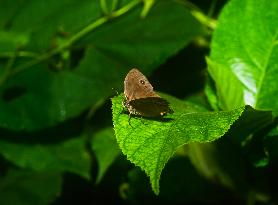 Mycalesis Perseus - Dingy Bushbrown  - Animal India