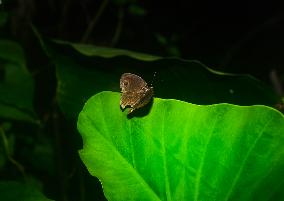 Mycalesis Perseus - Dingy Bushbrown  - Animal India