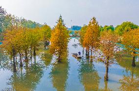 A Crab Breeding Base in A Fir Forest in Suqian