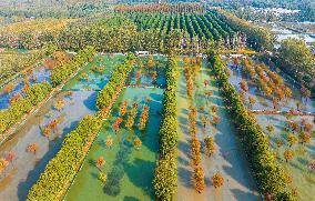 A Crab Breeding Base in A Fir Forest in Suqian