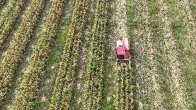 Corn Harvest in Suqian