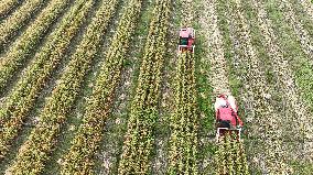 Corn Harvest in Suqian