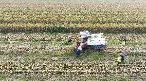 Corn Harvest in Suqian