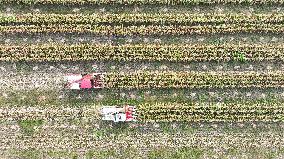 Corn Harvest in Suqian